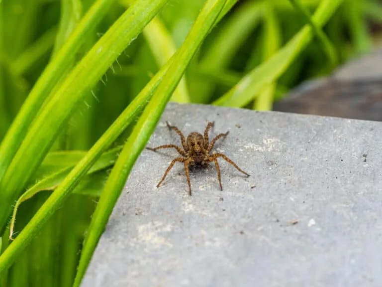 8 Places Spiders Go During Winter (And When They Return) Pest Pointers