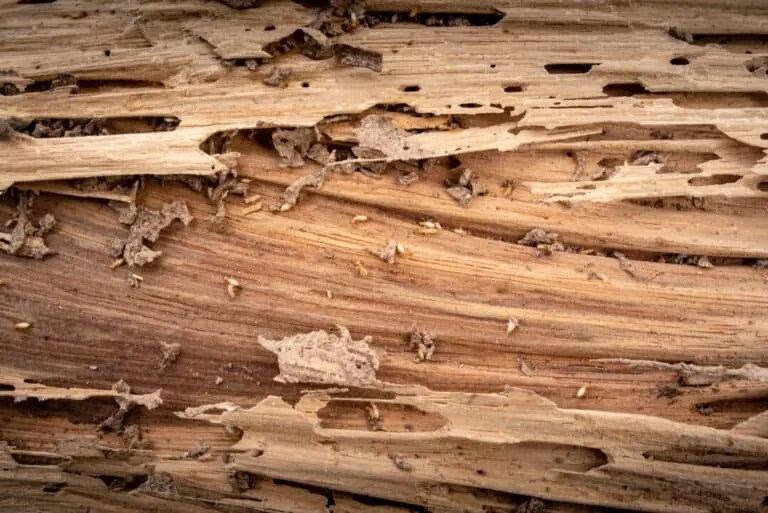 Why Termites Swarm (And 6 Ways To Stop Them) Pest Pointers