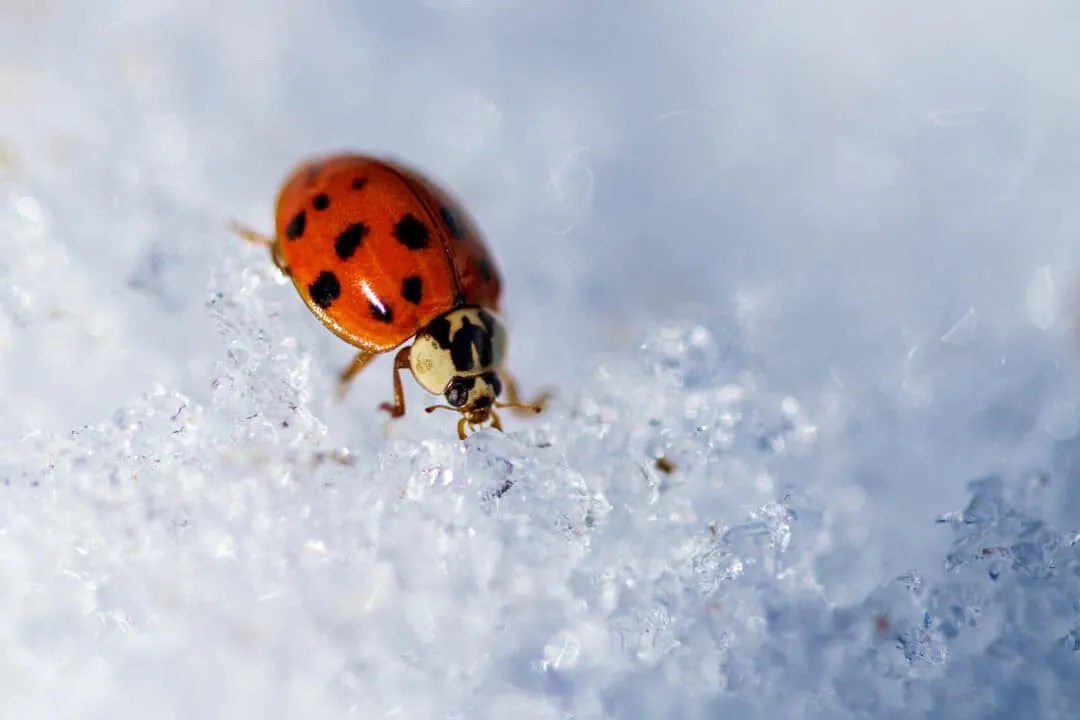 11 Places Ladybugs Go During Winter (And When They Return) Pest Pointers