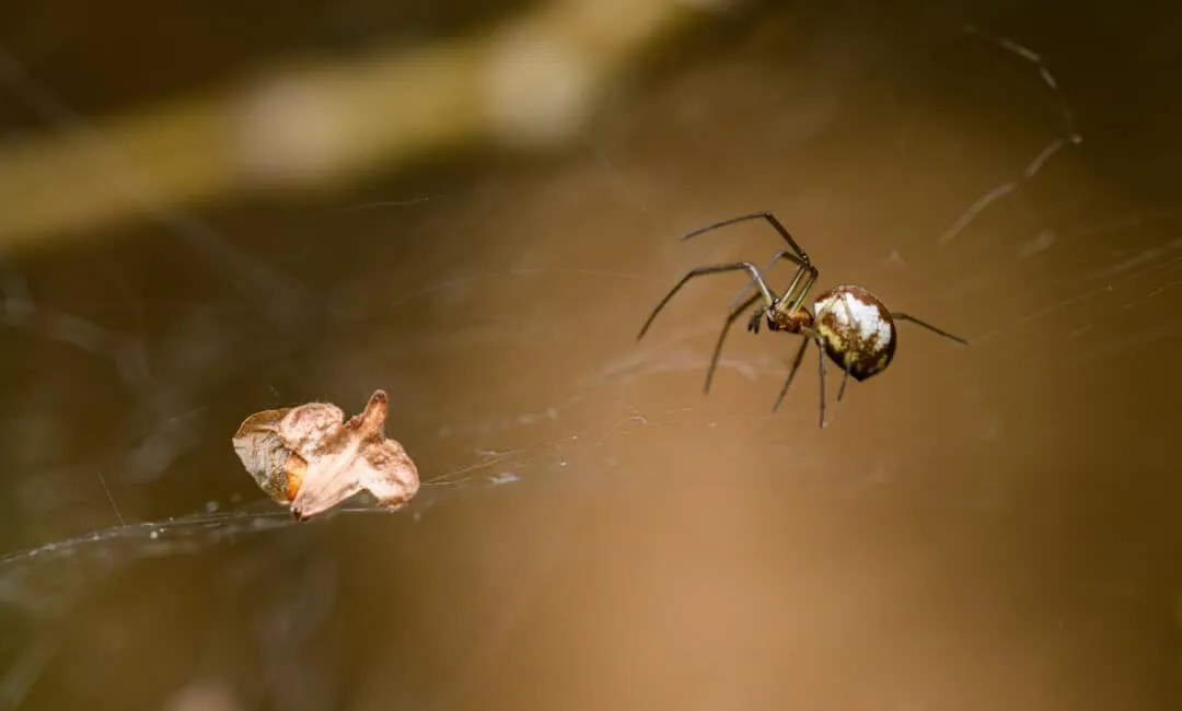 8 Places Spiders Go During Winter (And When They Return) Pest Pointers