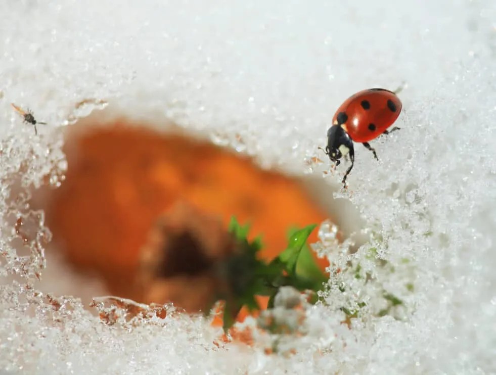 11 Places Ladybugs Go During Winter (And When They Return) Pest Pointers
