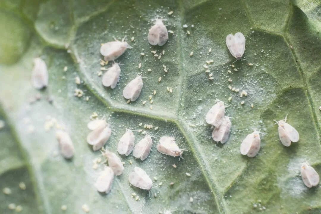 10 Easy Ways To Remove Whiteflies From Outdoor Plants Pest Pointers