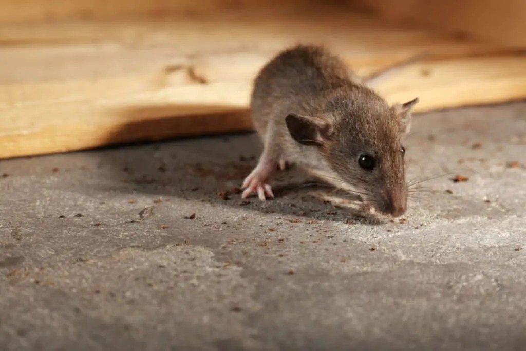 Vinegar Why It Works To Repel Rats And How To Use It Pest Pointers