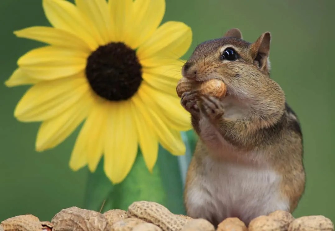 8 Animals That Love Eating Sunflowers (How To Stop Them) Pest Pointers