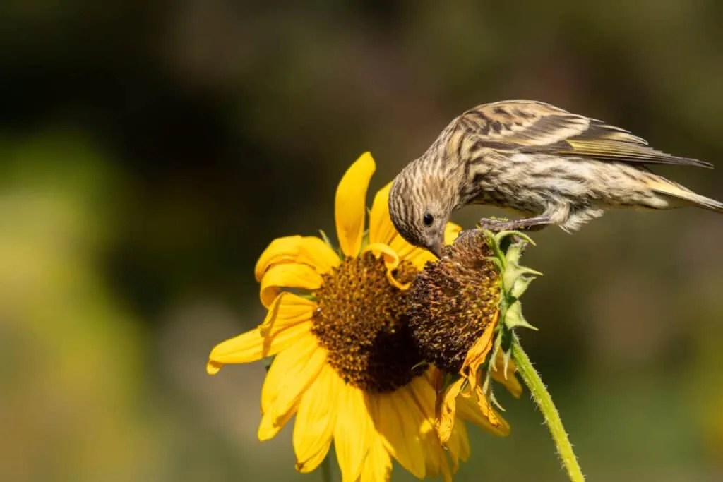 8 Animals That Love Eating Sunflowers (How To Stop Them) Pest Pointers