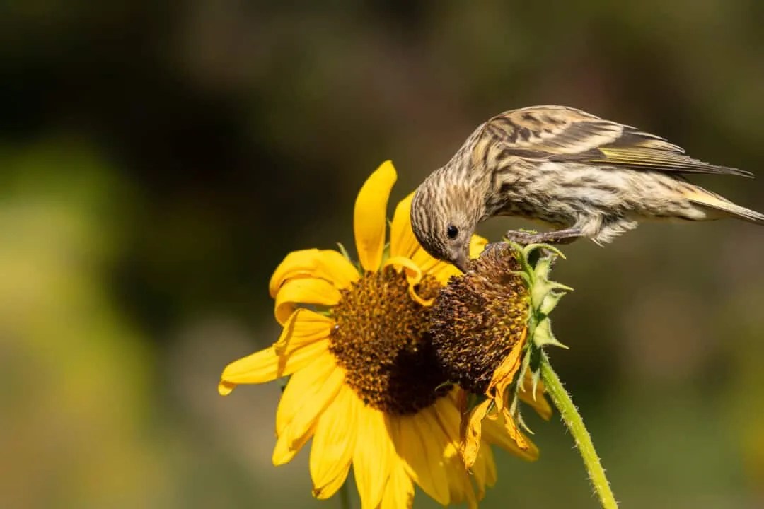 8 Animals That Love Eating Sunflowers (How To Stop Them) Pest Pointers