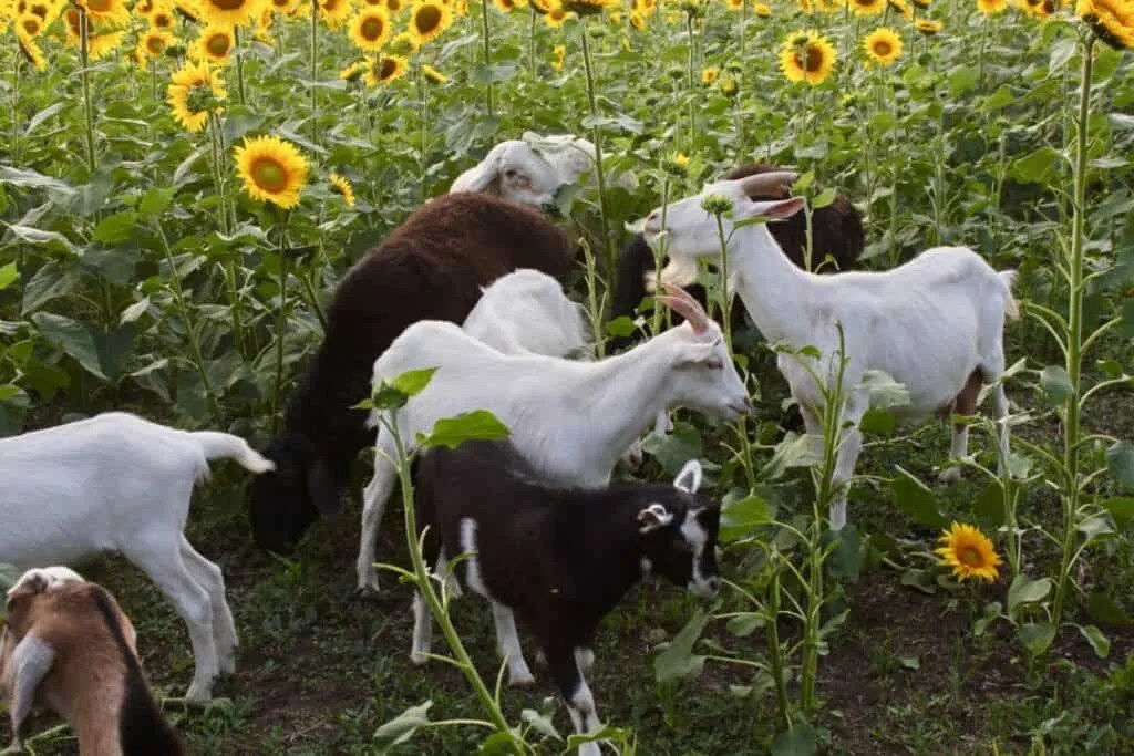 8 Animals That Love Eating Sunflowers (How To Stop Them) Pest Pointers