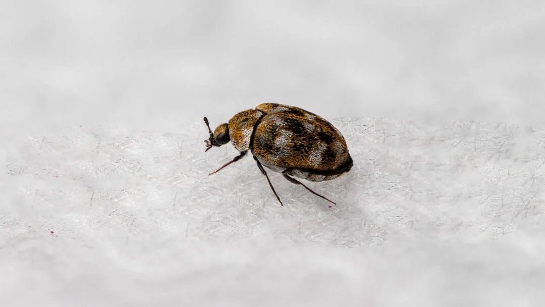 What Do Baby Carpet Beetles Look Like Carpet Vidalondon