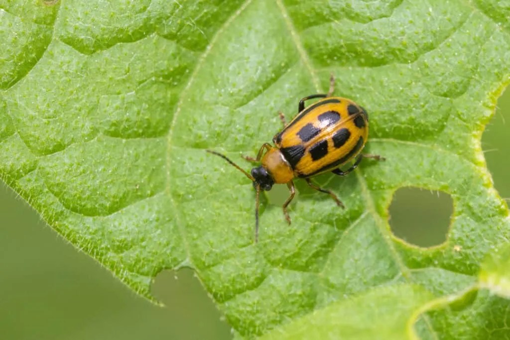 10 Bugs And Insects That Eat Bean Seedlings (Repel Them!) Pest Pointers
