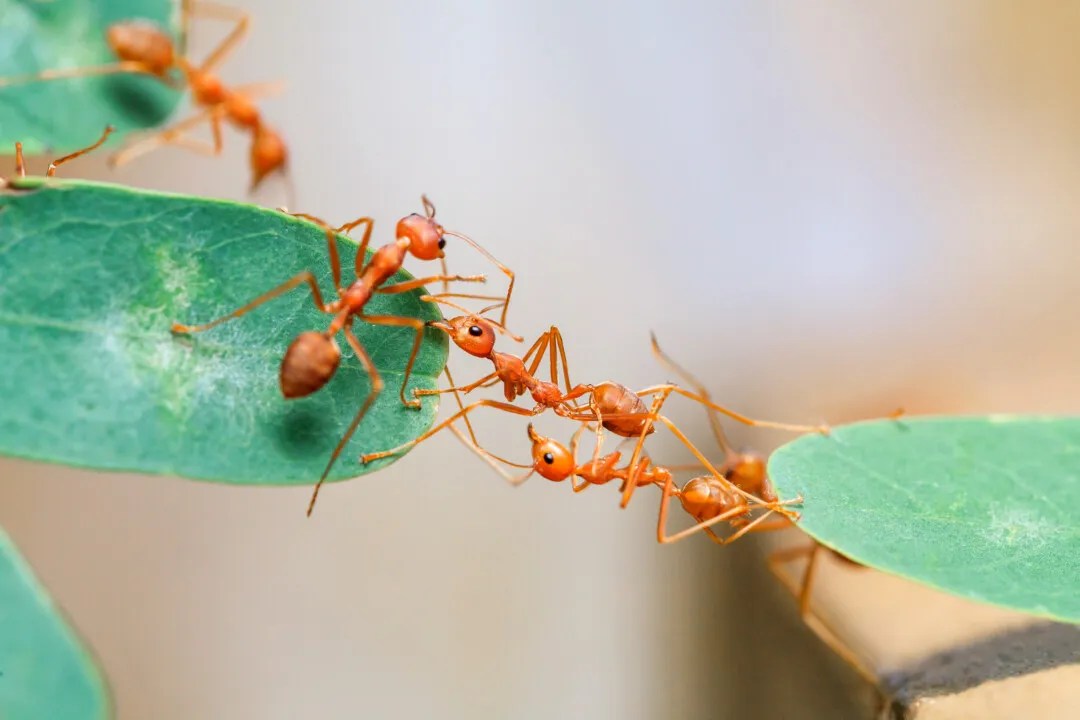 6 Plants That Attract Ants (Grow These Instead) Pest Pointers