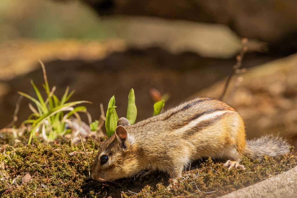 5 Signs Of A Chipmunk Hole (And How To Find Them) Pest Pointers