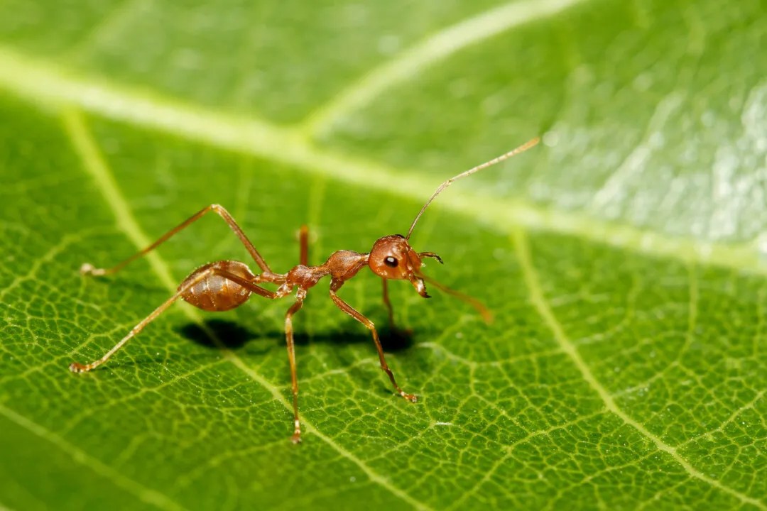 6 Plants That Attract Ants (Grow These Instead) Pest Pointers