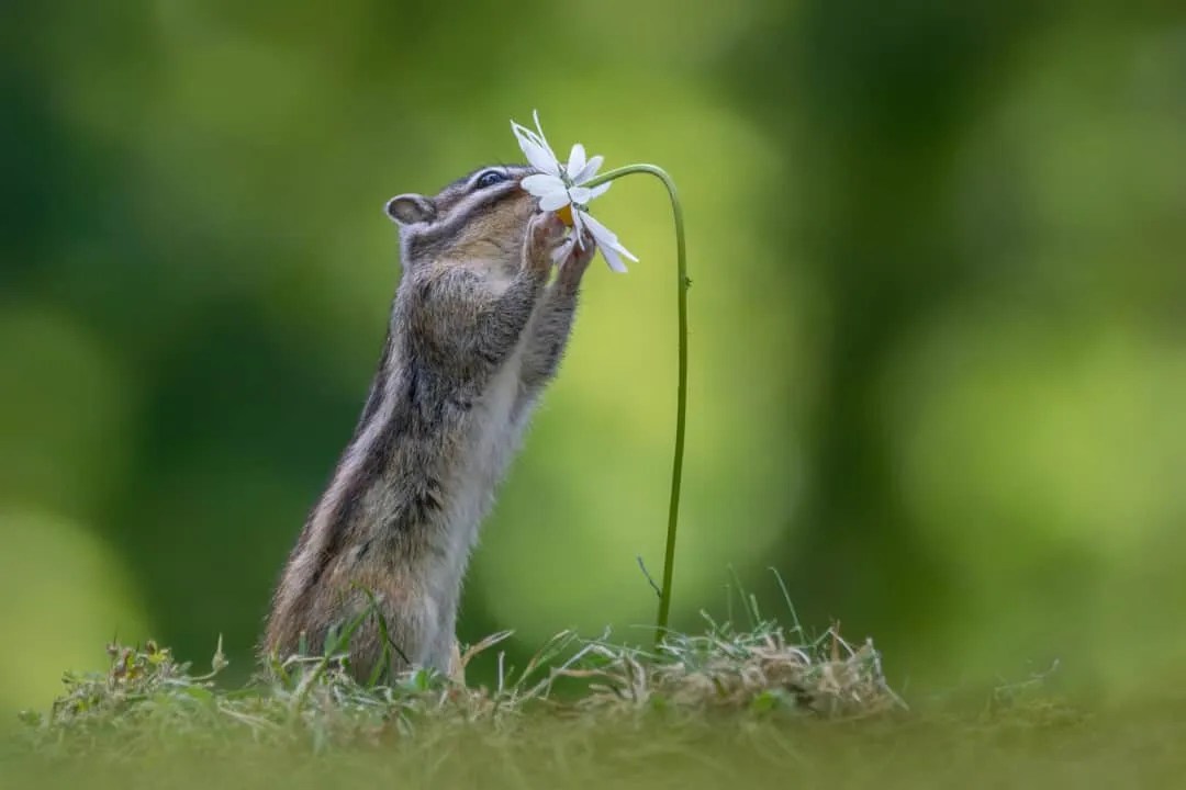 15 Scents That Chipmunks Hate (And How To Use Them) Pest Pointers