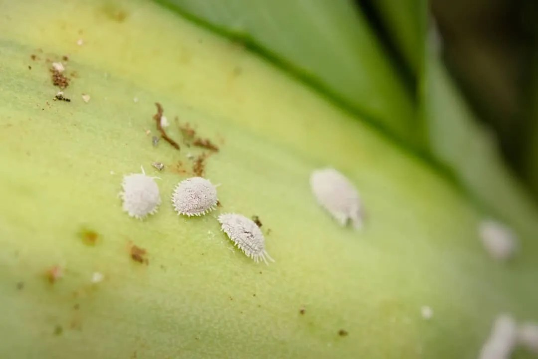 6 Plants That Mealybugs Love (Plant These Instead) Pest Pointers