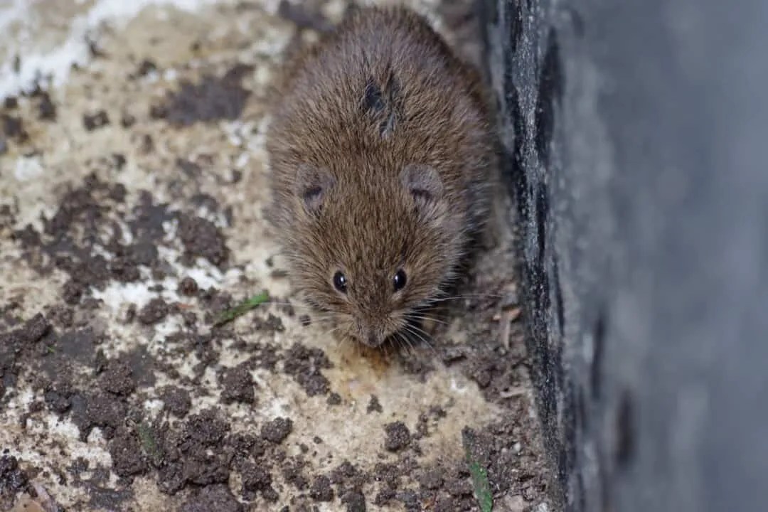 Why Voles Usually Stay Underground (And Why They Come Up) Pest Pointers