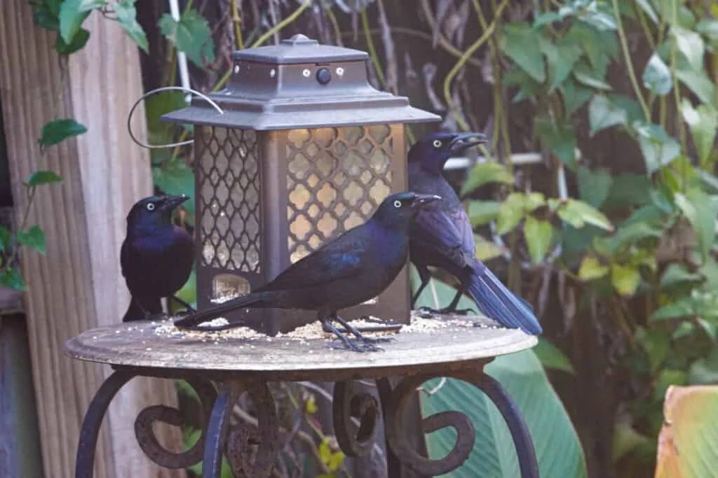 Here's How To Keep Grackles Away (But Not Other Birds) Pest Pointers