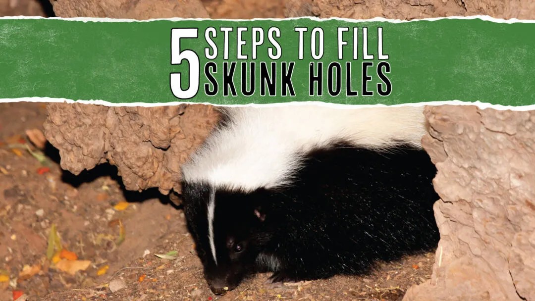 5 Steps To Fill A Skunk Hole (And How To Prevent More) Pest Pointers