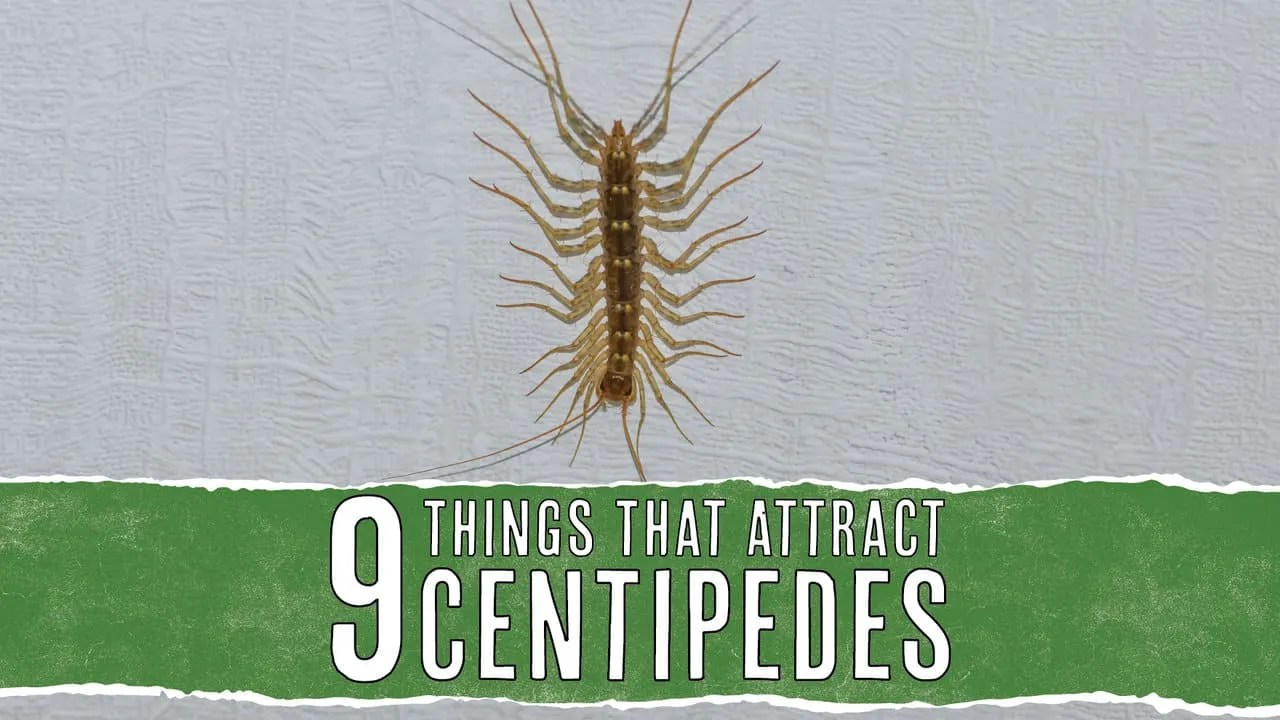 9 Most Common Things That Attract Centipedes Inside Pest Pointers