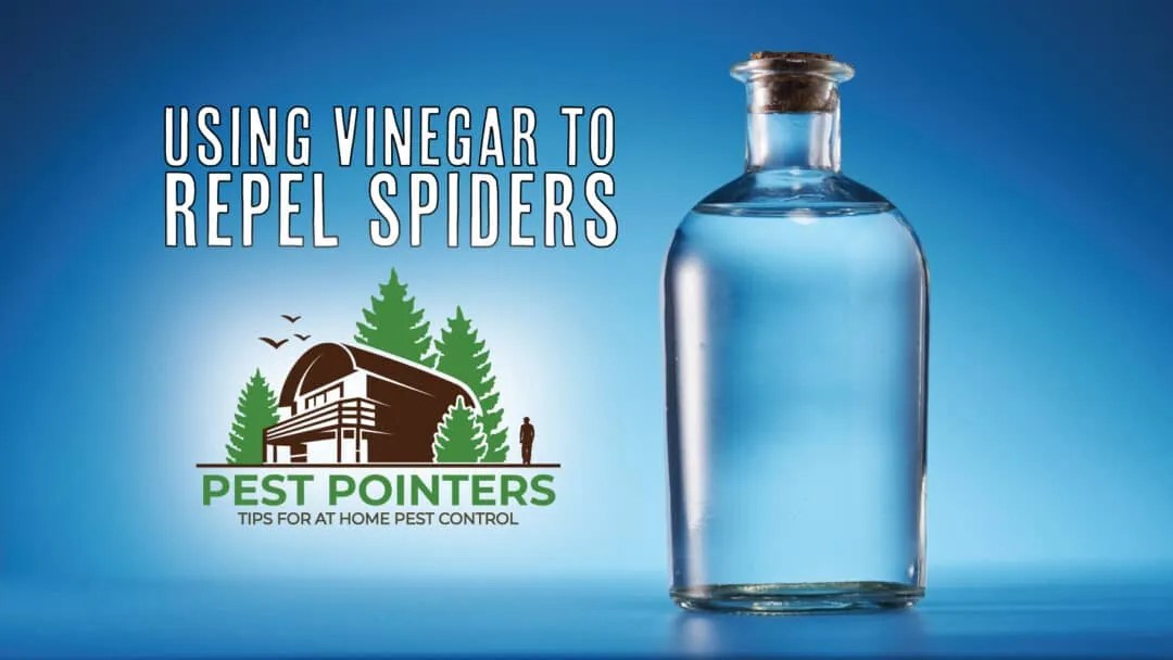 Vinegar Why It Works To Repel Spiders And How To Use It Pest Pointers