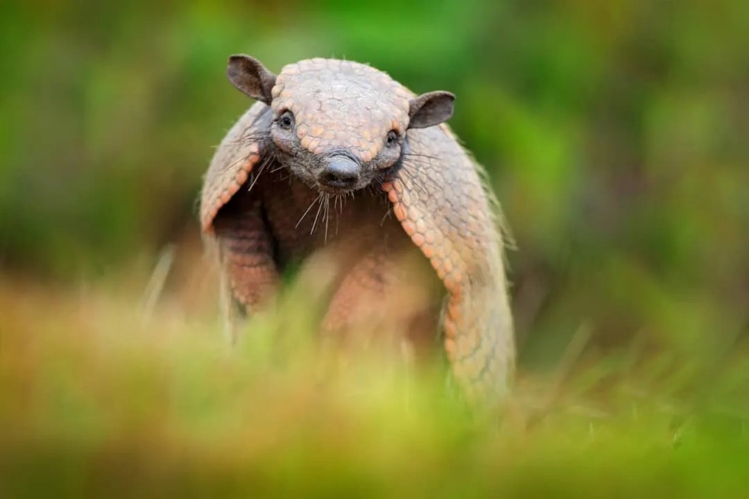 8 Scents That Armadillos Hate (And How To Use Them) Pest Pointers