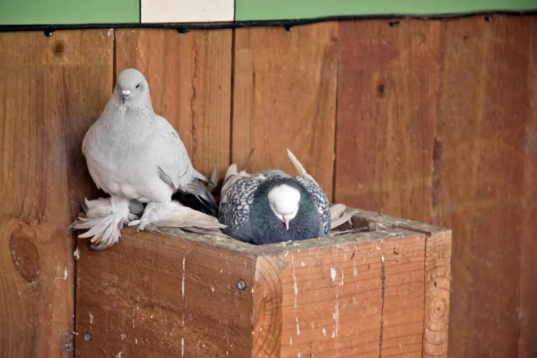 Most Common Places Where Pigeons Nest Near Your Home Pest Pointers