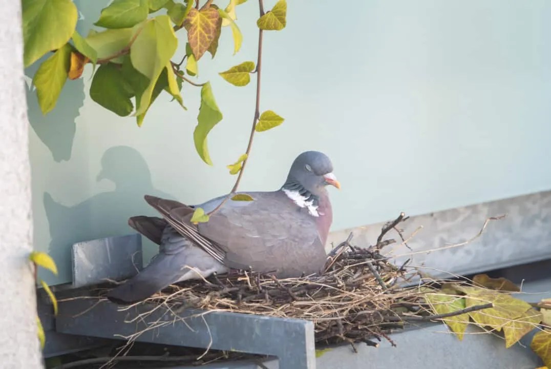 Most Common Places Where Pigeons Nest Near Your Home Pest Pointers