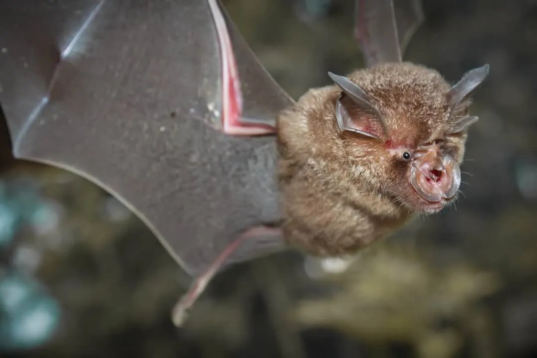 6 Sounds And Noises That Scare Bats Away Pest Pointers