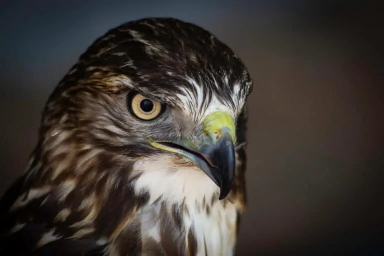 9 Natural Predators That Eat Bats: In-Depth Look - Pest Pointers