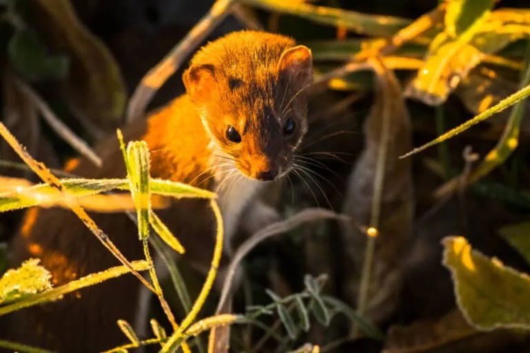 9 Natural Predators That Eat Bats: In-Depth Look - Pest Pointers