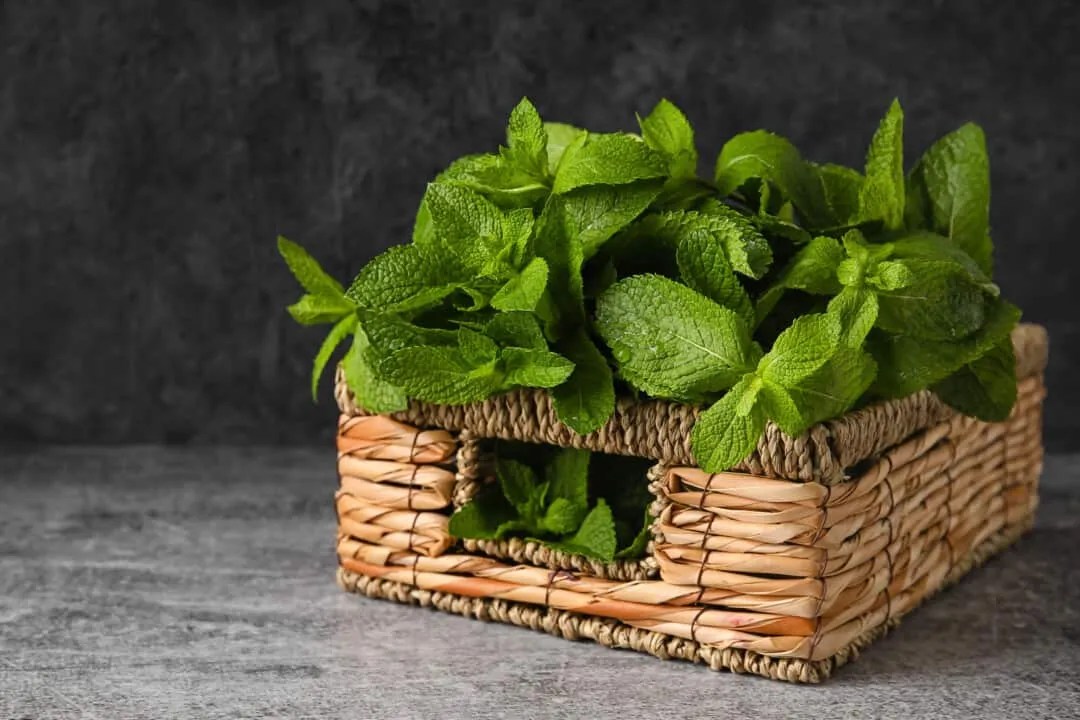 8 Scents That Armadillos Hate (And How To Use Them) Pest Pointers