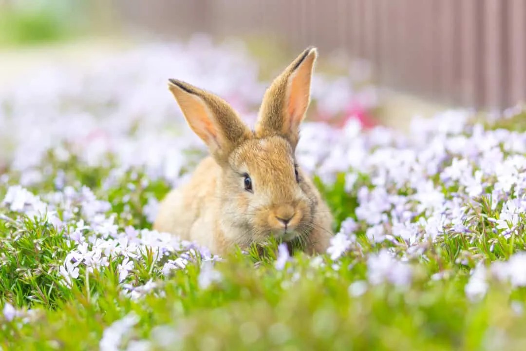 4 Plants Rabbits Eat (And Why They Eat Them) Pest Pointers