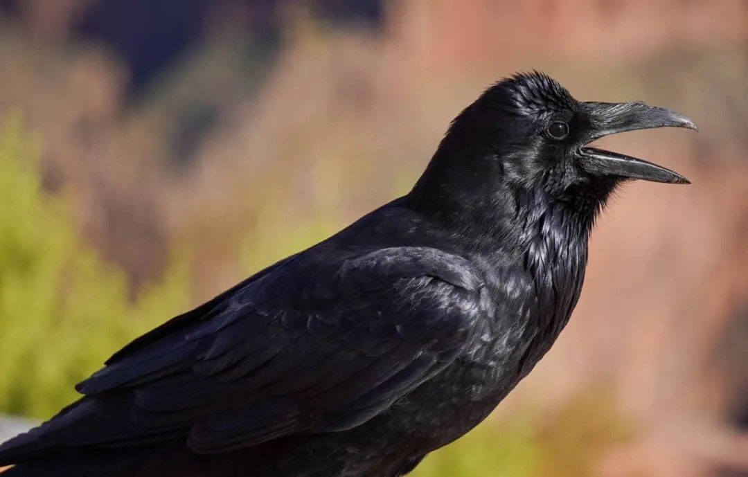11 Simple Tips To Keep Crows Off Your Balcony For Good Pest Pointers