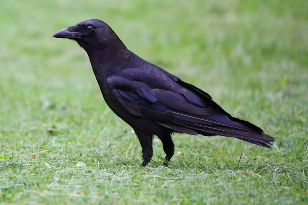 11 Simple Tips To Keep Crows Off Your Balcony For Good Pest Pointers