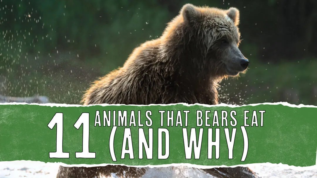 11 Animals That Bears Eat (And Why They Eat Them) Pest Pointers