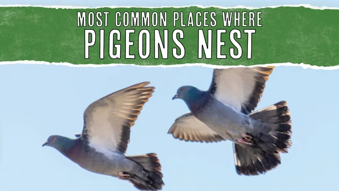 Most Common Places Where Pigeons Nest Near Your Home Pest Pointers