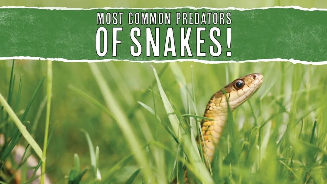 10 Animal Predators That Eat Snakes InDepth Look Pest Pointers