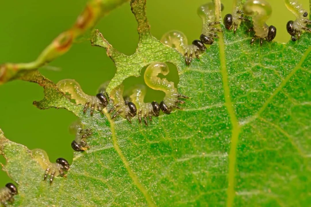9 Bugs And Insects That Love Eating Geraniums Pest Pointers