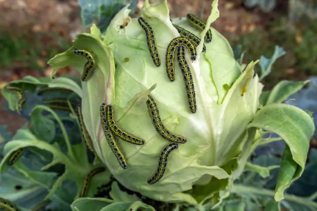 10 Plants Cabbage Worms Love (And How To Stop Them) Pest Pointers