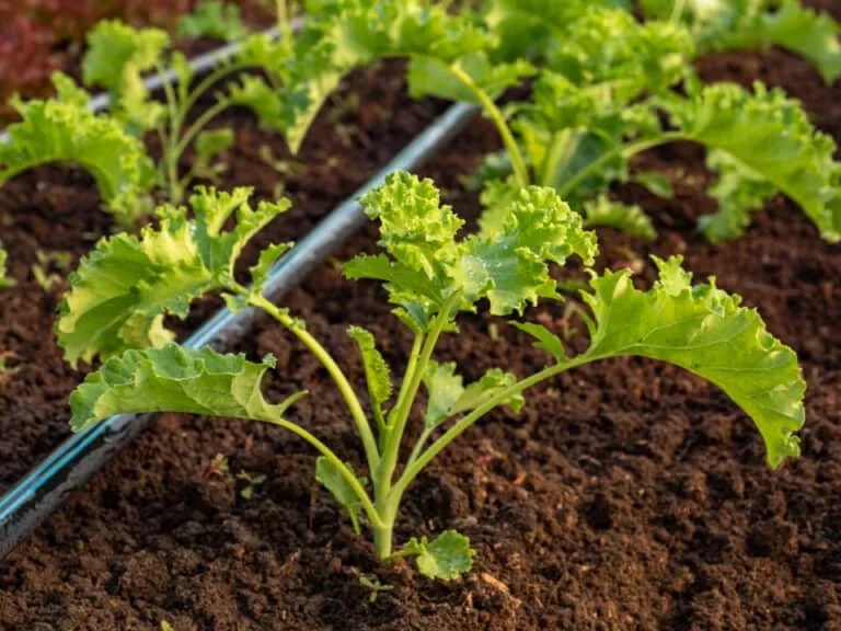 11 Plants That Chipmunks Eat (Protecting Your Garden) Pest Pointers