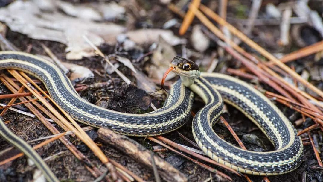 9 Animal Predators That Eat Rats InDepth Look Pest Pointers