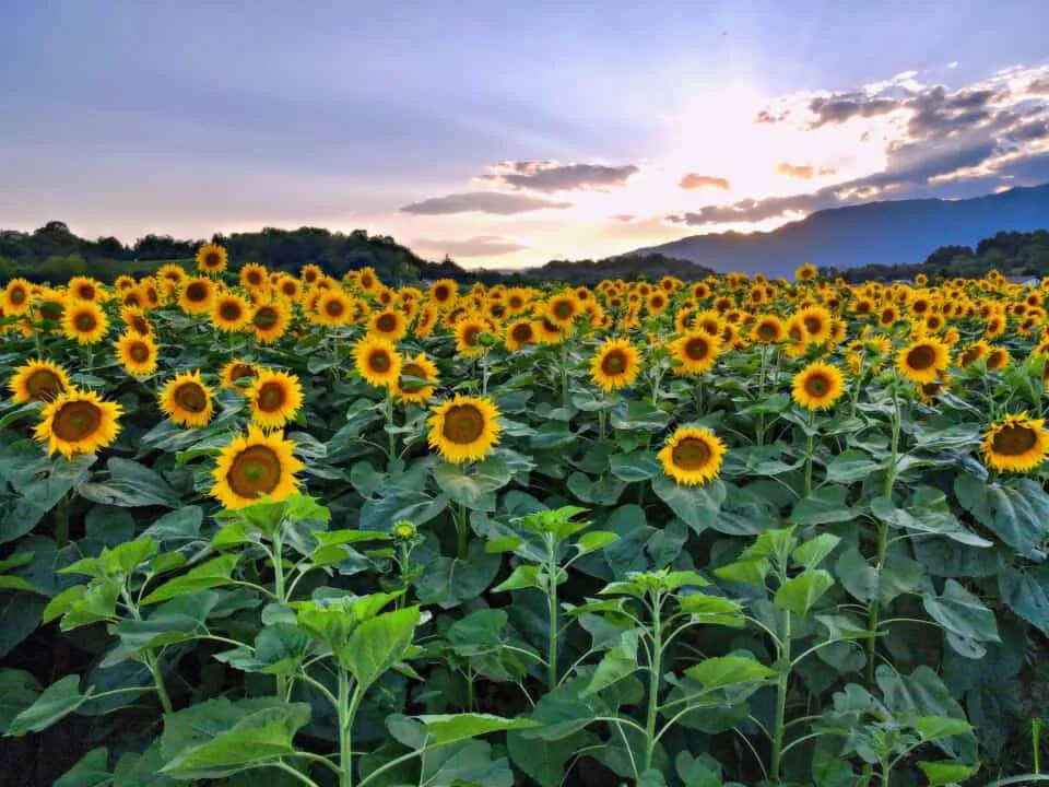 11 Plants That Chipmunks Eat (Protecting Your Garden) Pest Pointers