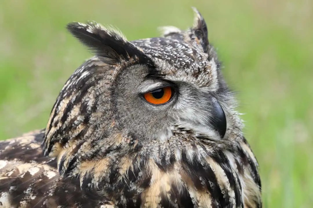 8 Animal Predators That Eat Pigeons InDepth Look Pest Pointers