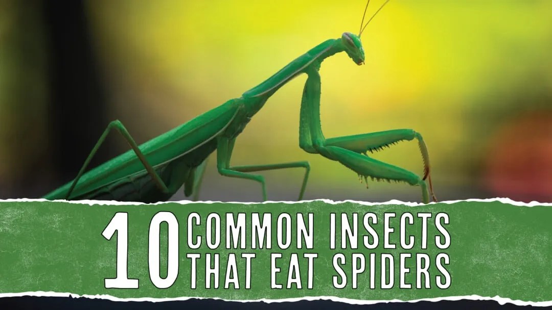 10 Common Insects That Eat Spiders Pest Pointers