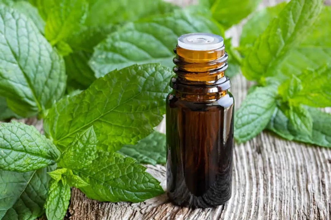 Peppermint Oil Why It Works To Repel Rats (And How To Use It) Pest
