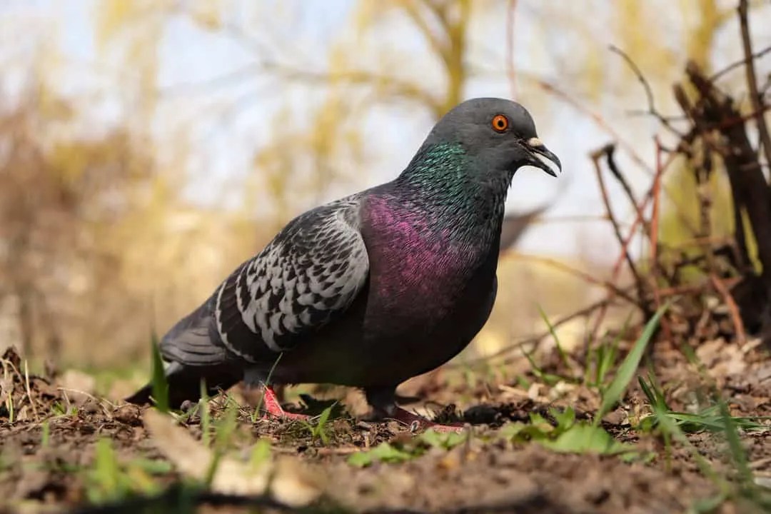 8 Animal Predators That Eat Pigeons InDepth Look Pest Pointers