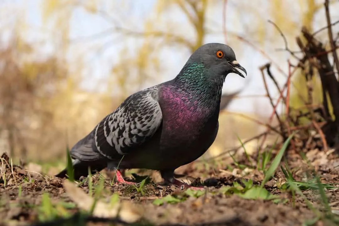 8 Animal Predators That Eat Pigeons InDepth Look Pest Pointers