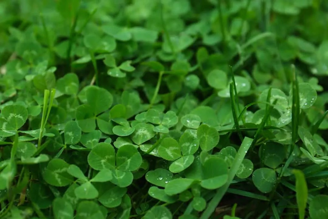 Clover Plants Here's How To Use Them To Repel Rats Pest Pointers