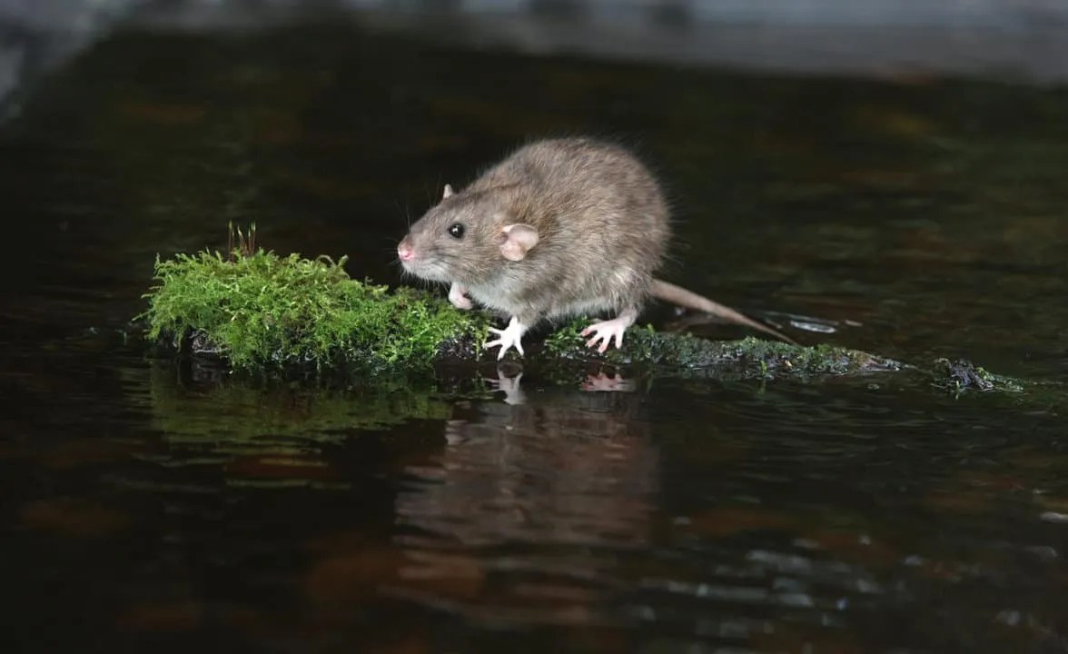 Peppermint Oil Why It Works To Repel Rats (And How To Use It) Pest