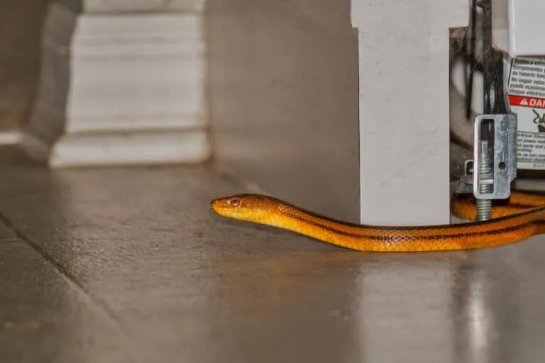 10 Different Ways That Snakes Entered Your Home Pest Pointers