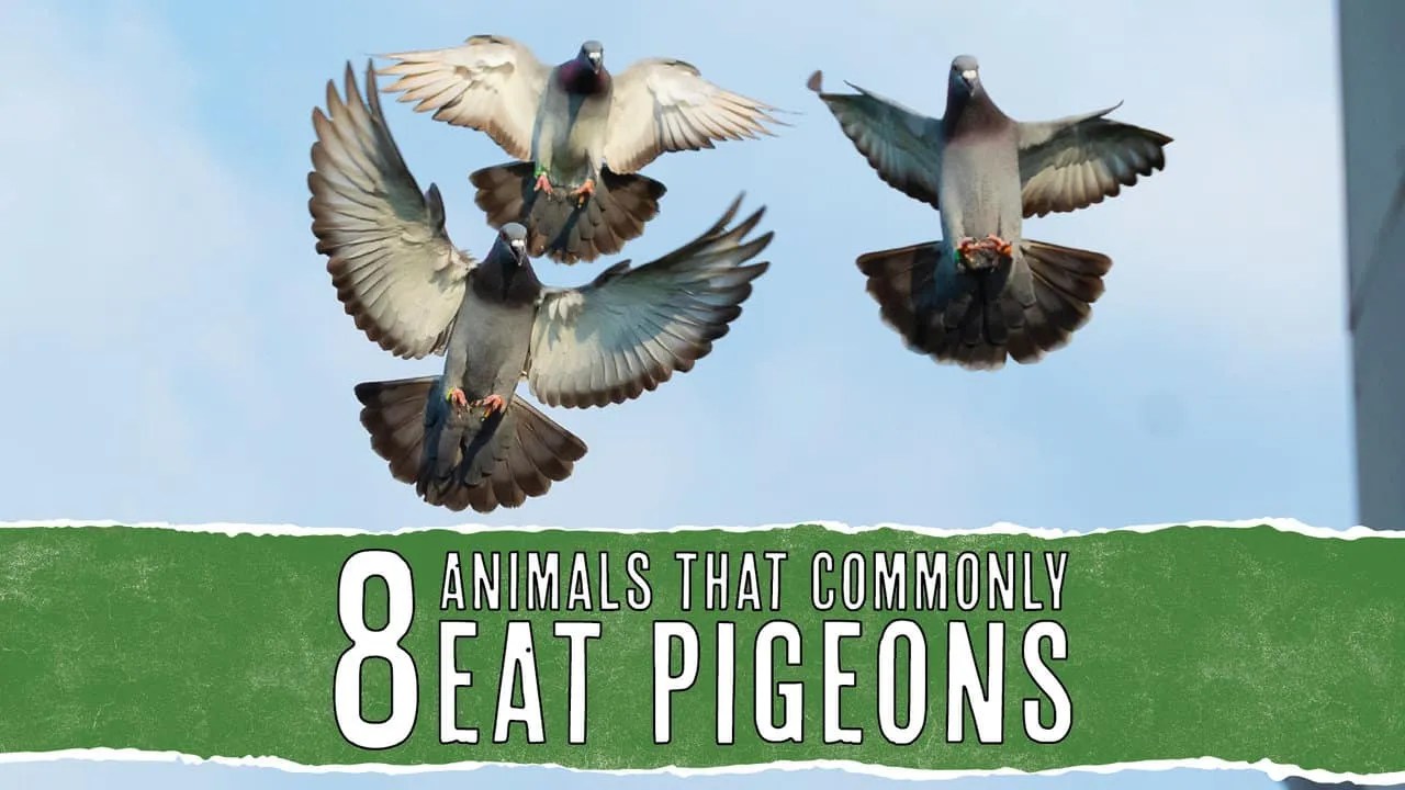 8 Animal Predators That Eat Pigeons InDepth Look Pest Pointers